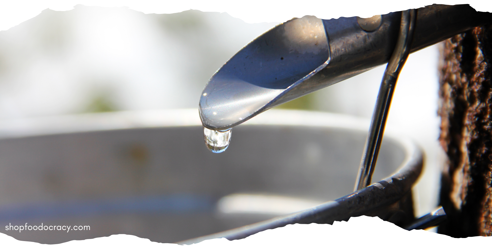 The Rich, Resilient History of Maple Syrup