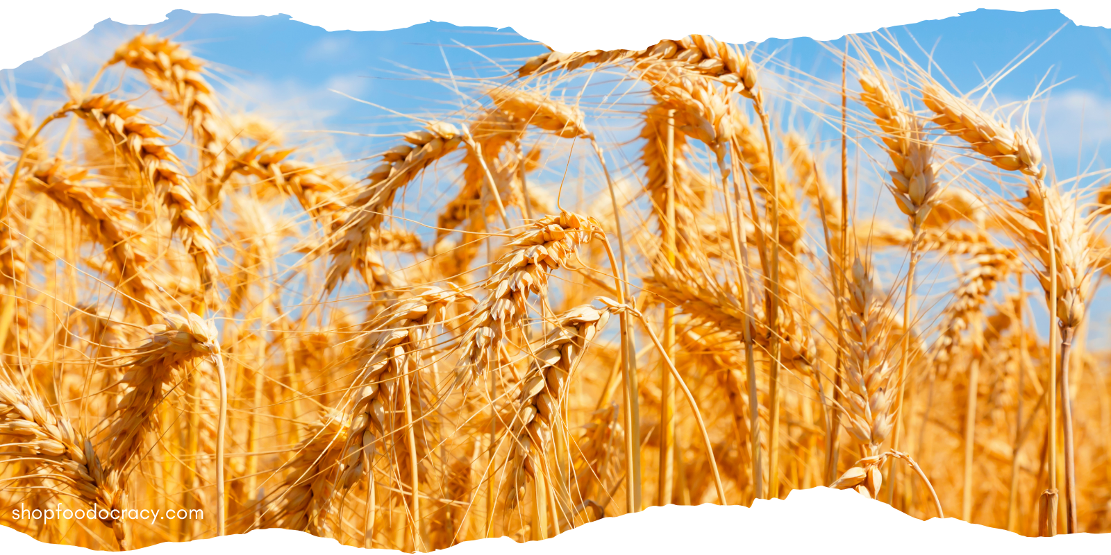 10 Powerful Reasons to Eat More Whole Ancient Grains for a Healthier Life