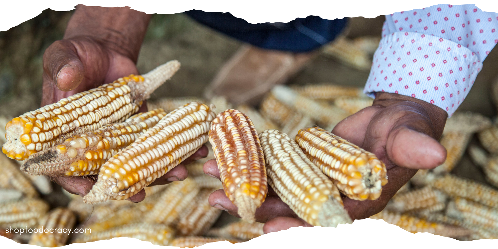 Savouring The Ark Of Taste