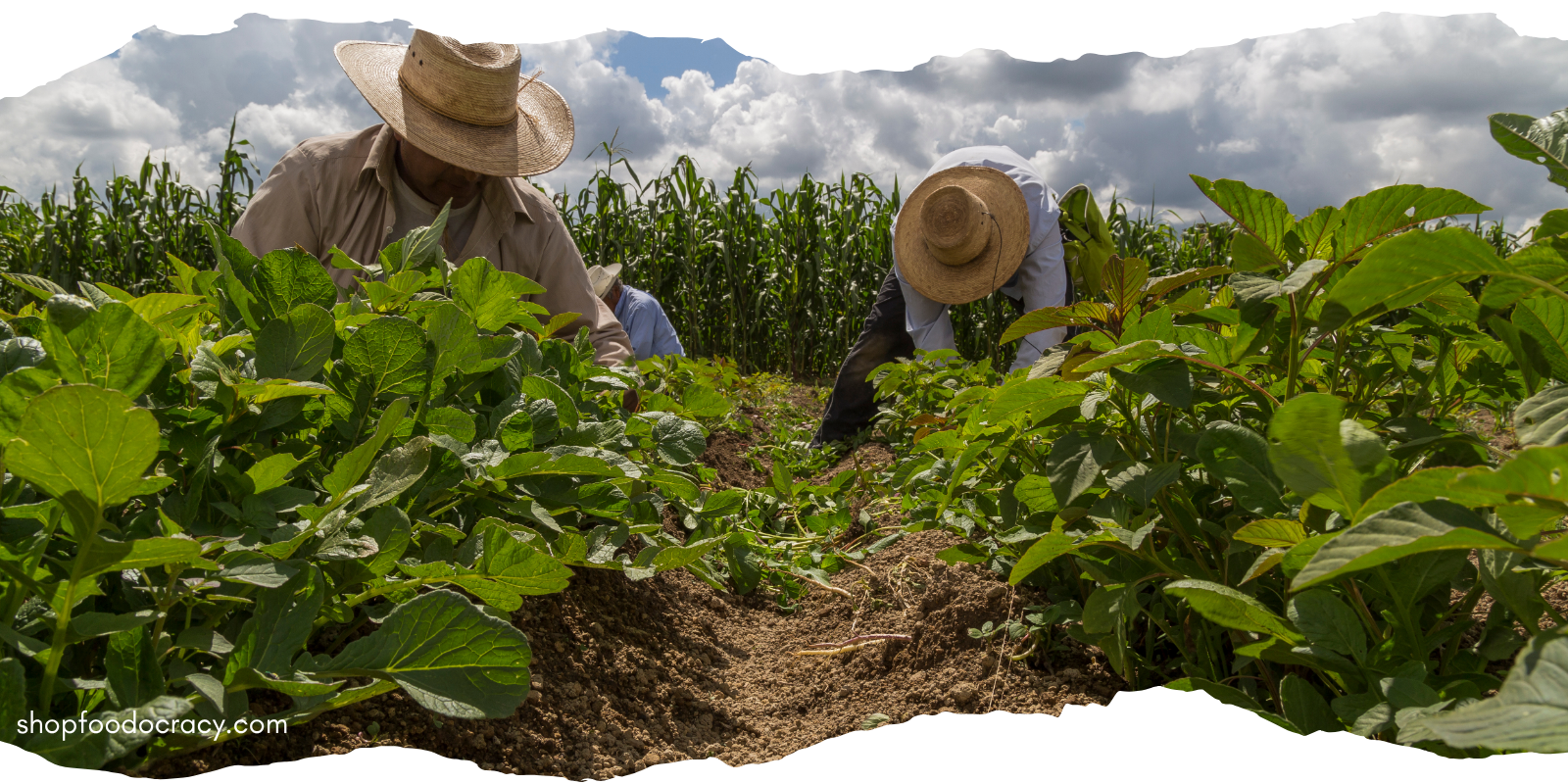 Foodocracy And La Comandanta: Cooking A Revolution