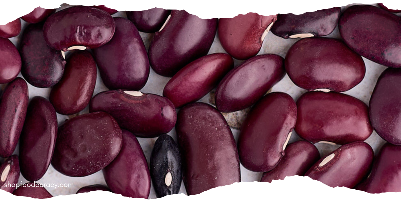 large deep purple ayocote beans