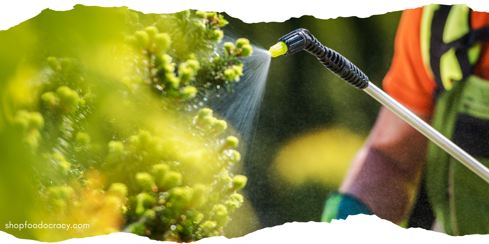 Founder Update: Glyphosate Re-Enters The Conversation