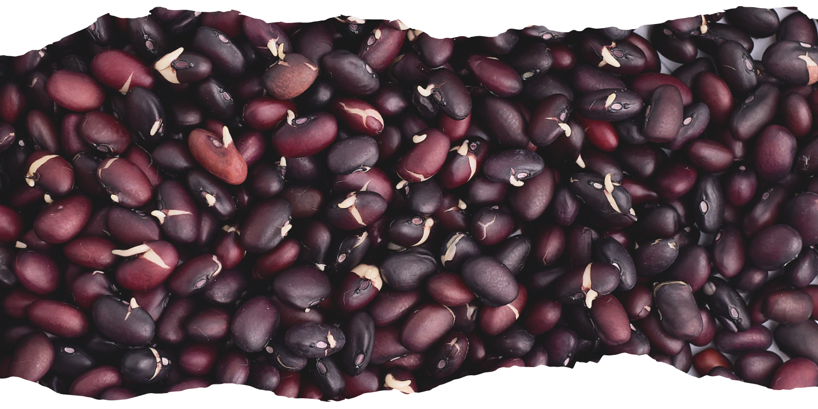 how to sprout beans