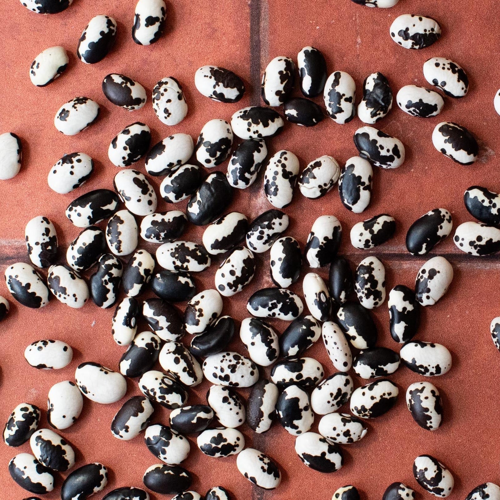 Founder update: A hopeful future for beans