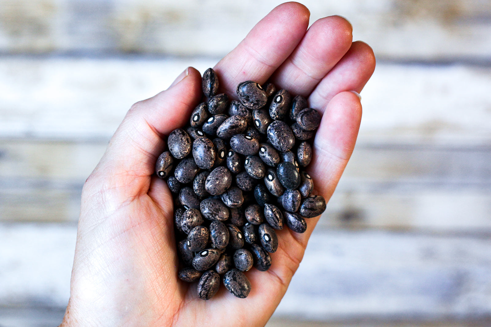 April 2023 Heirloom Bean and Grain Club