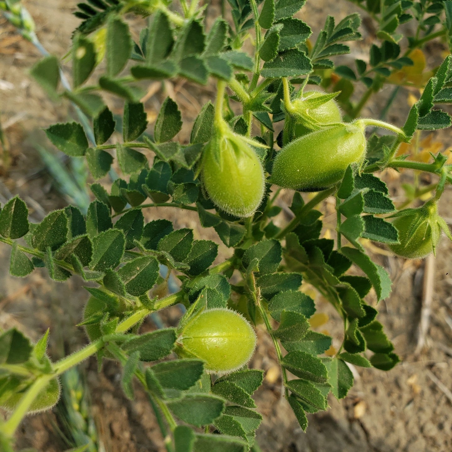 What is regenerative agriculture anyway?