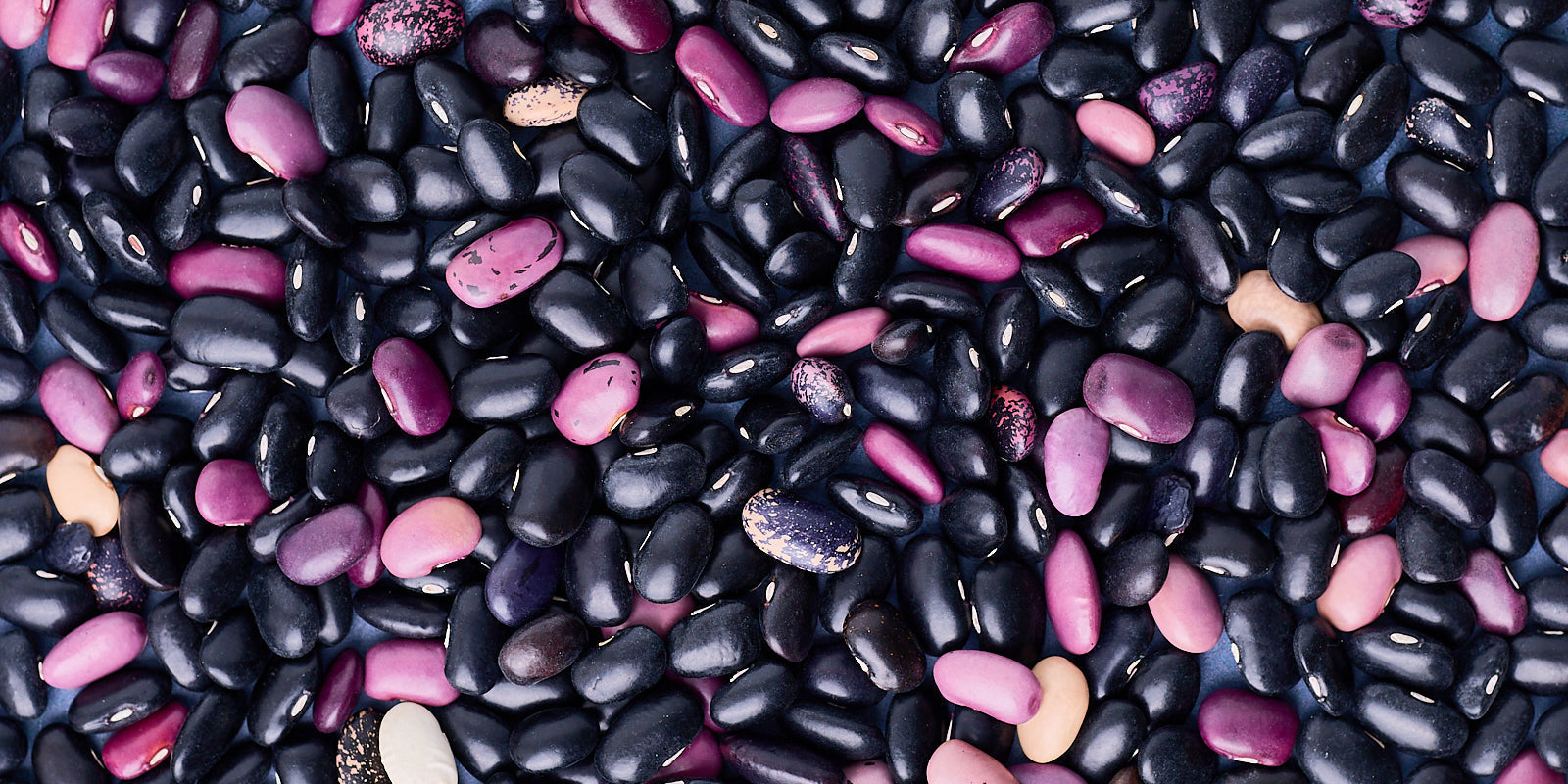 Meet the Ayocote Medianoche: A Bean That Predates the Aztec Empire