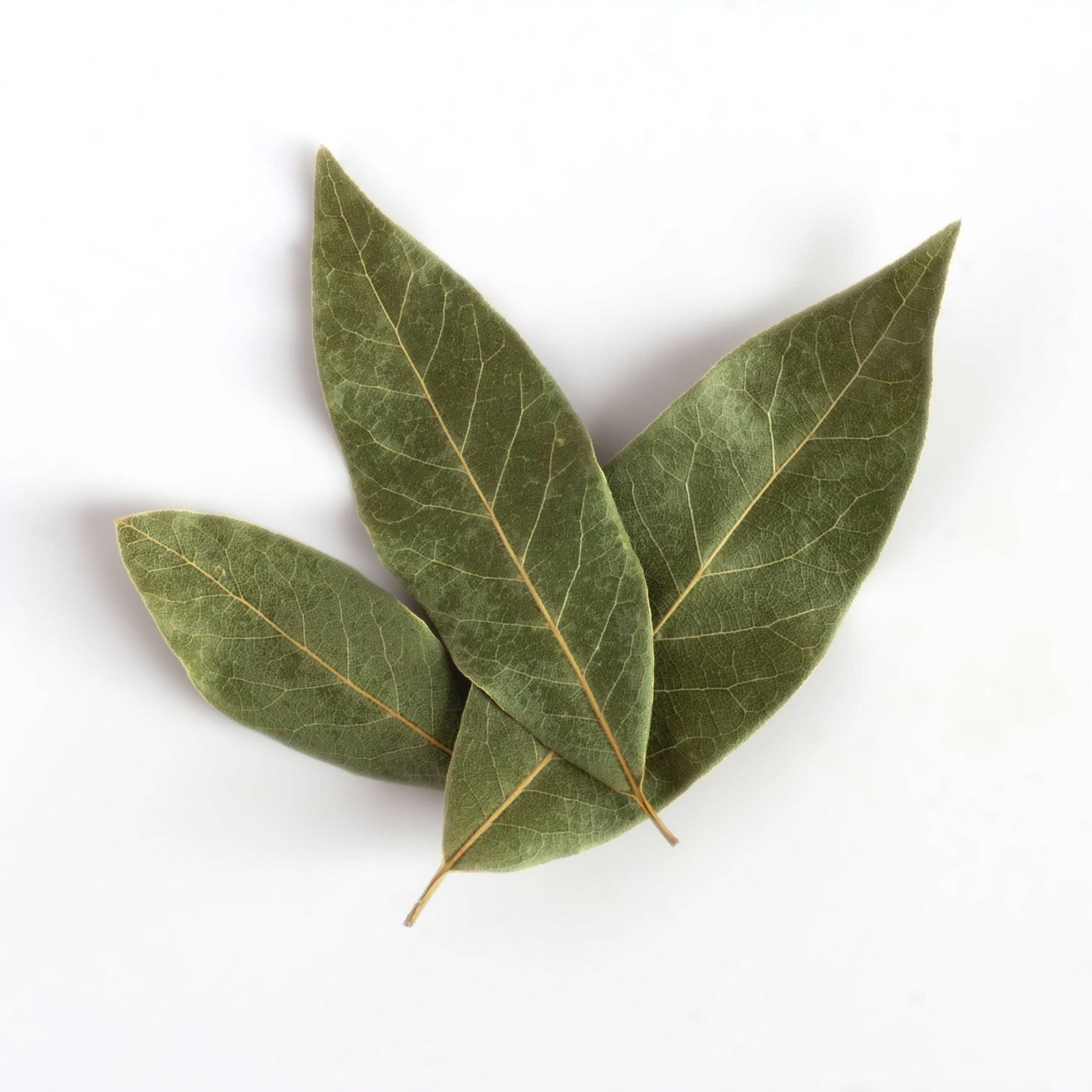 Sicilian Bay Leaf: Bag (.16 oz) - The Foodocracy