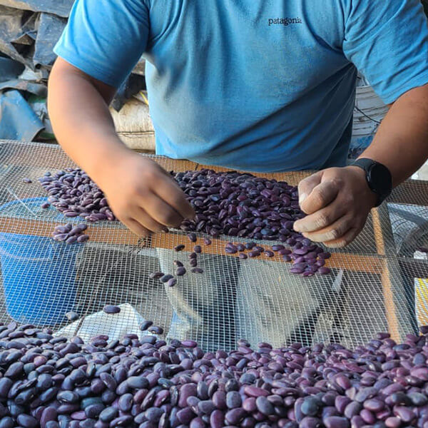 Milpa Farmer Sorting Beans