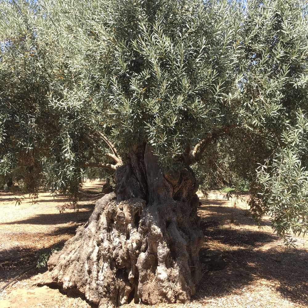 OLA Block X Artisanal Olive Oil - Shop Foodocracy