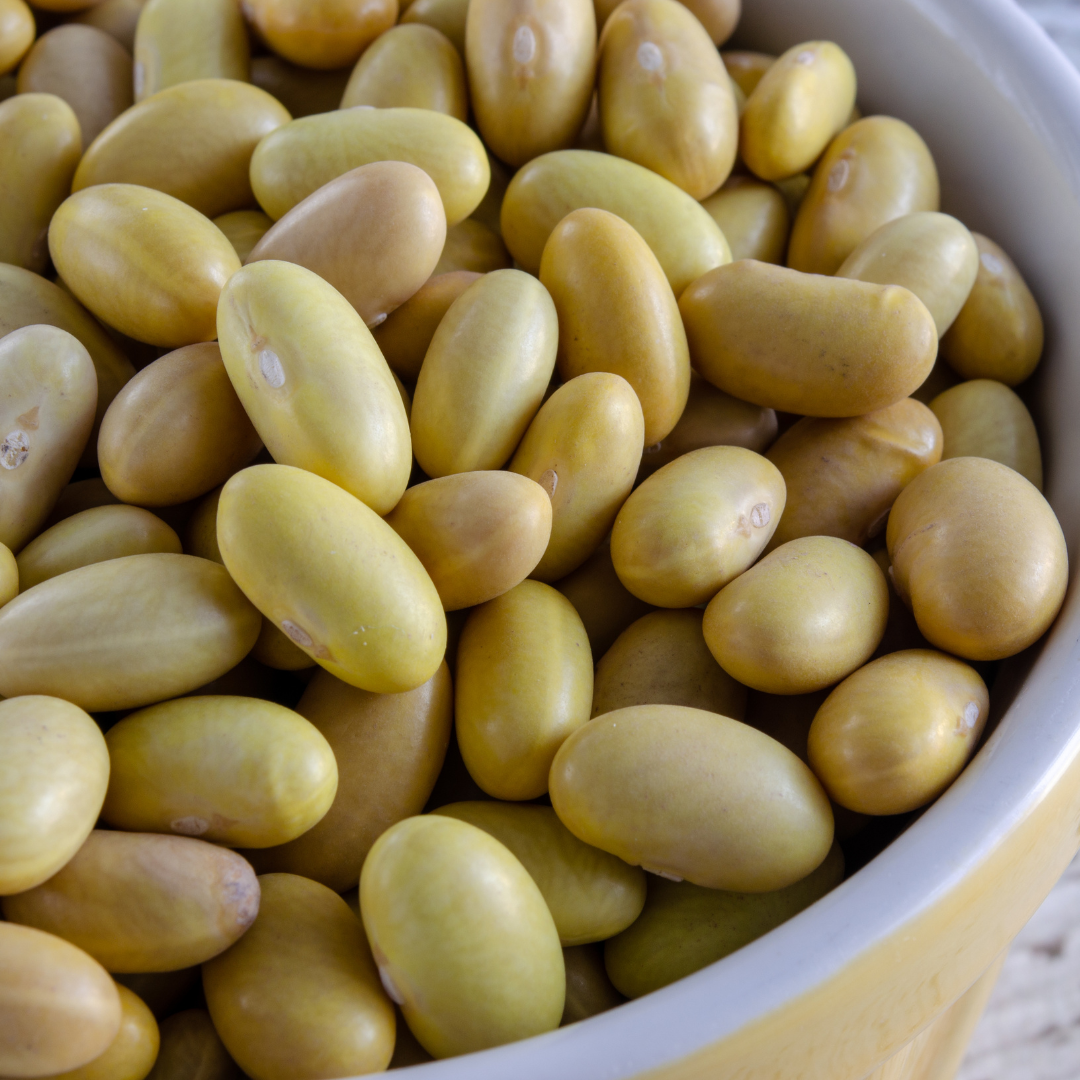 organic heirloom peruviana beans "canary beans"