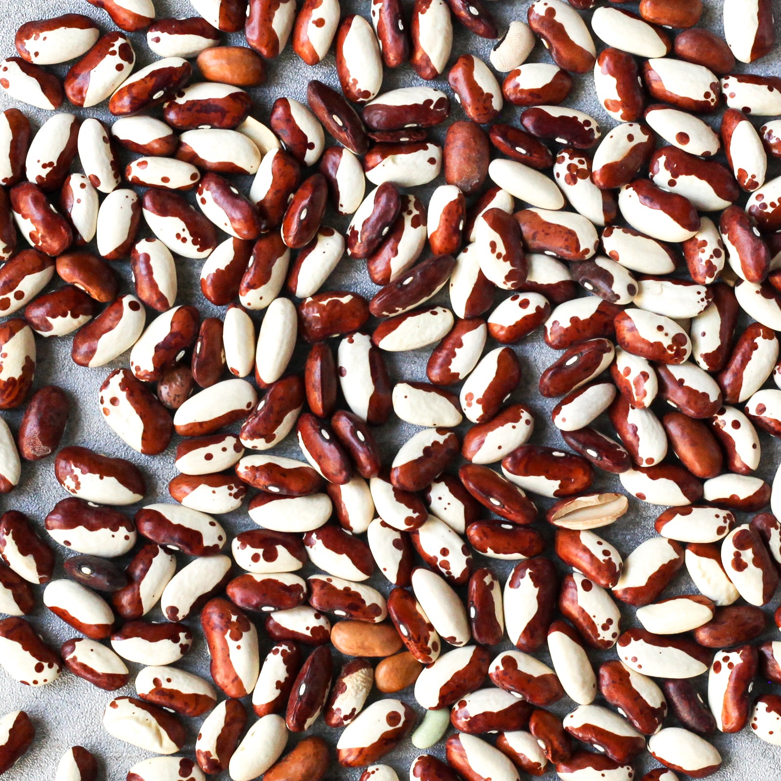Organic Snowcap Heirloom Beans - Shop Foodocracy