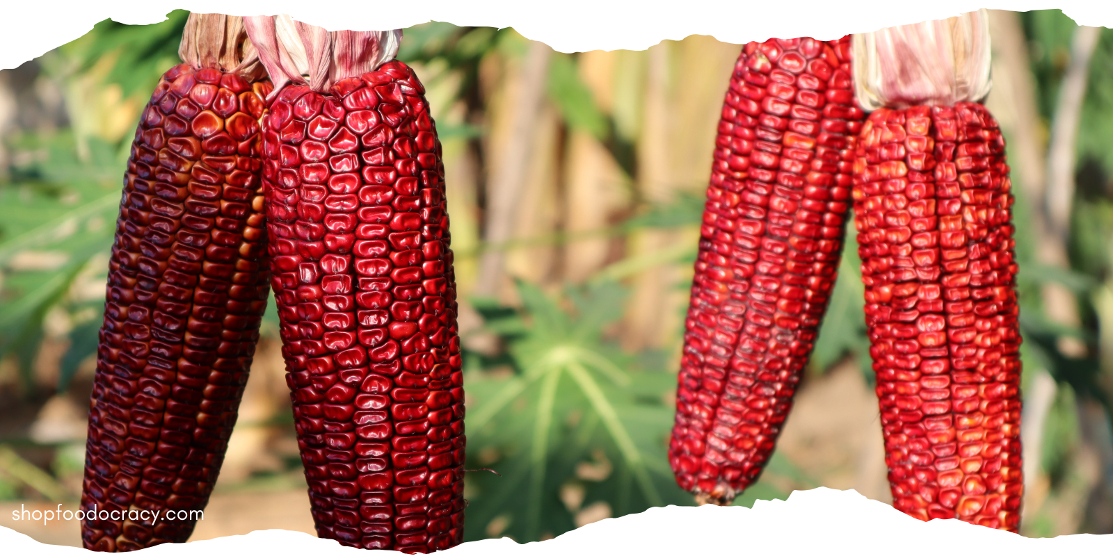 Rediscovering Heritage: The Tale of Jimmy Red Corn - Shop Foodocracy