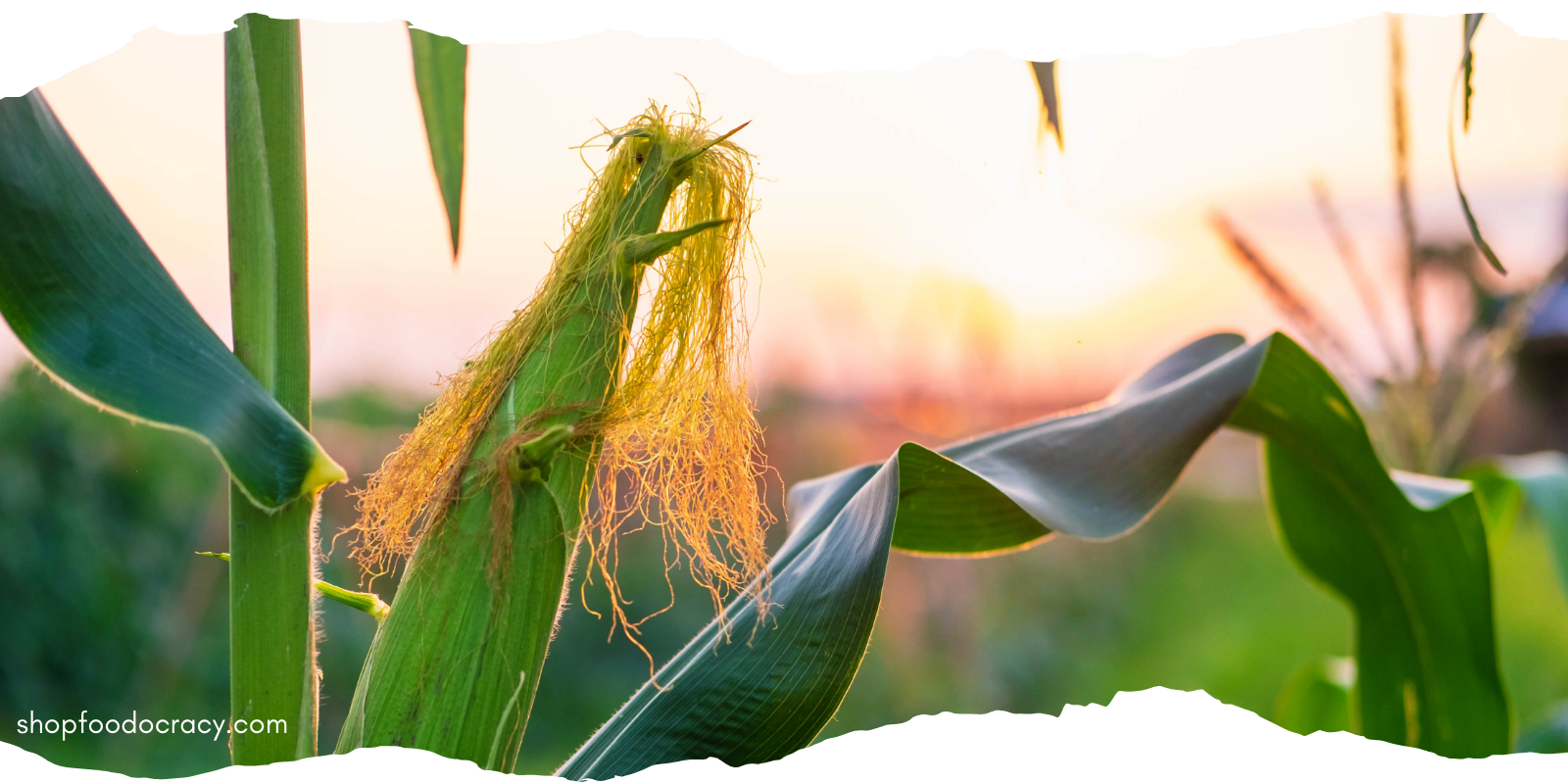 The Truth About GMO Corn: Why Heirloom Non-GMO Varieties Are Making a Comeback