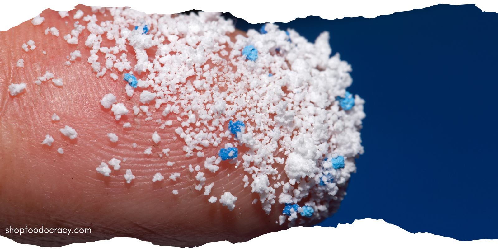 Nature's Armor: How Beans Protect Your Body from Microplastic