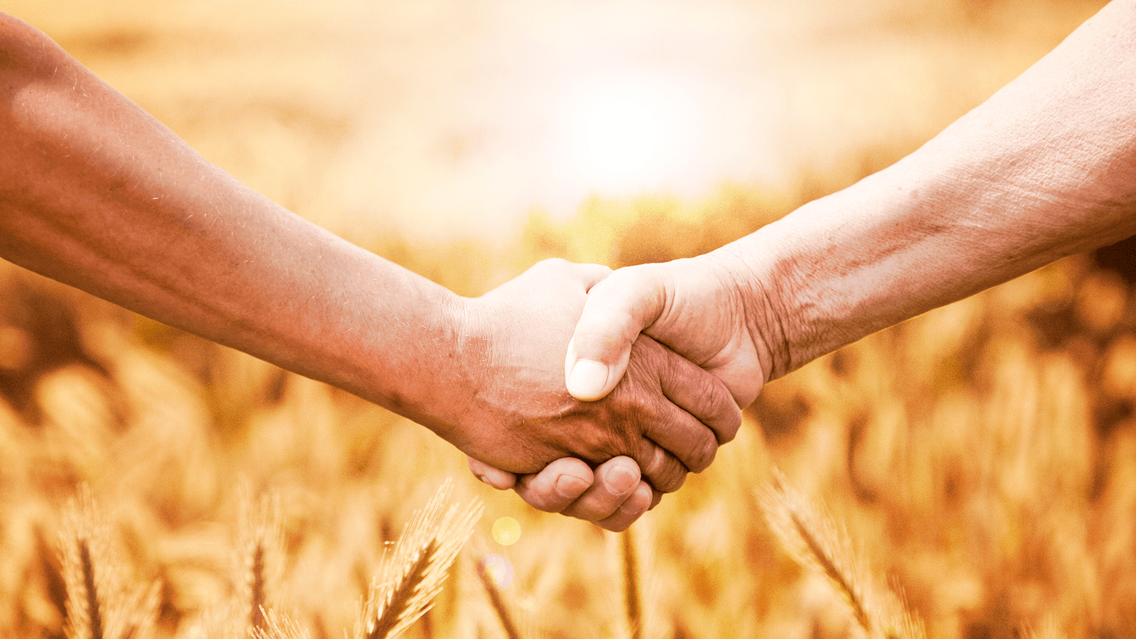 The Heirloom Bean and Grain Project