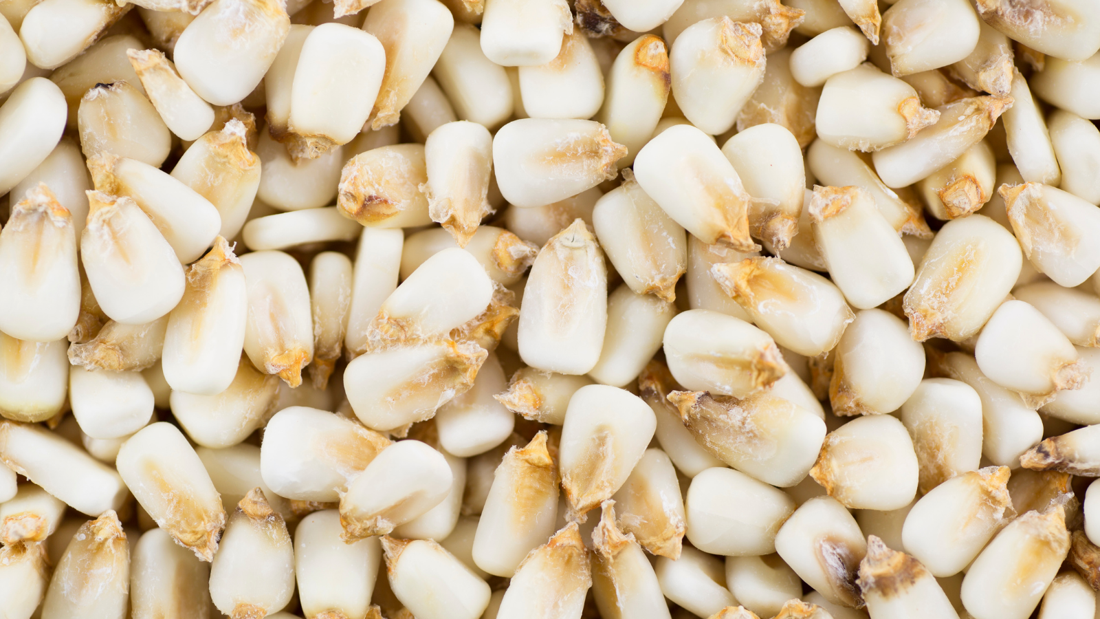 hominy
