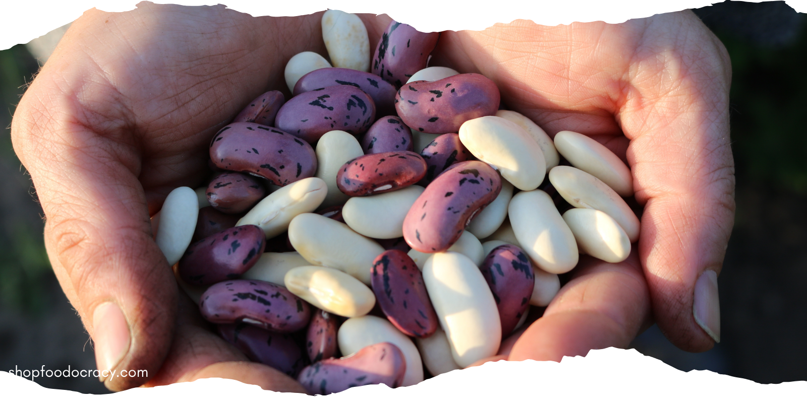 hands cupping colorful heirloom beans