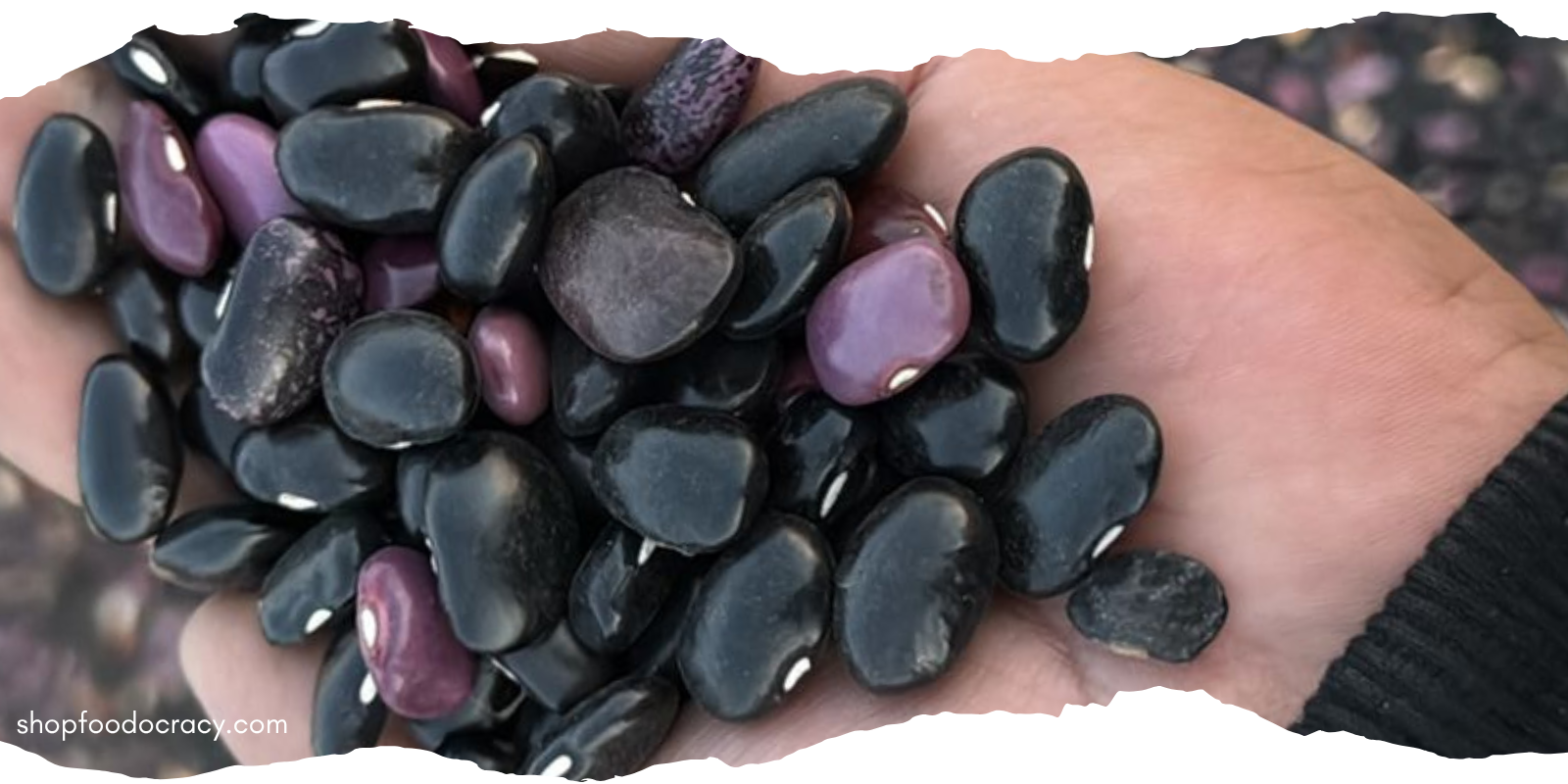 Meet the Medianoche: A Name, a Bean, and a Choice