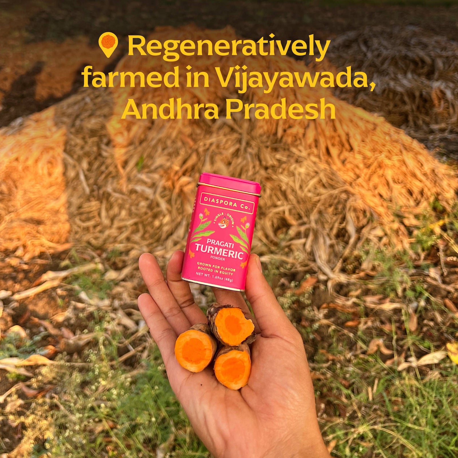 Pragati Turmeric (Powder) - Single-Origin Spice: 48g Everyday Tin - The Foodocracy