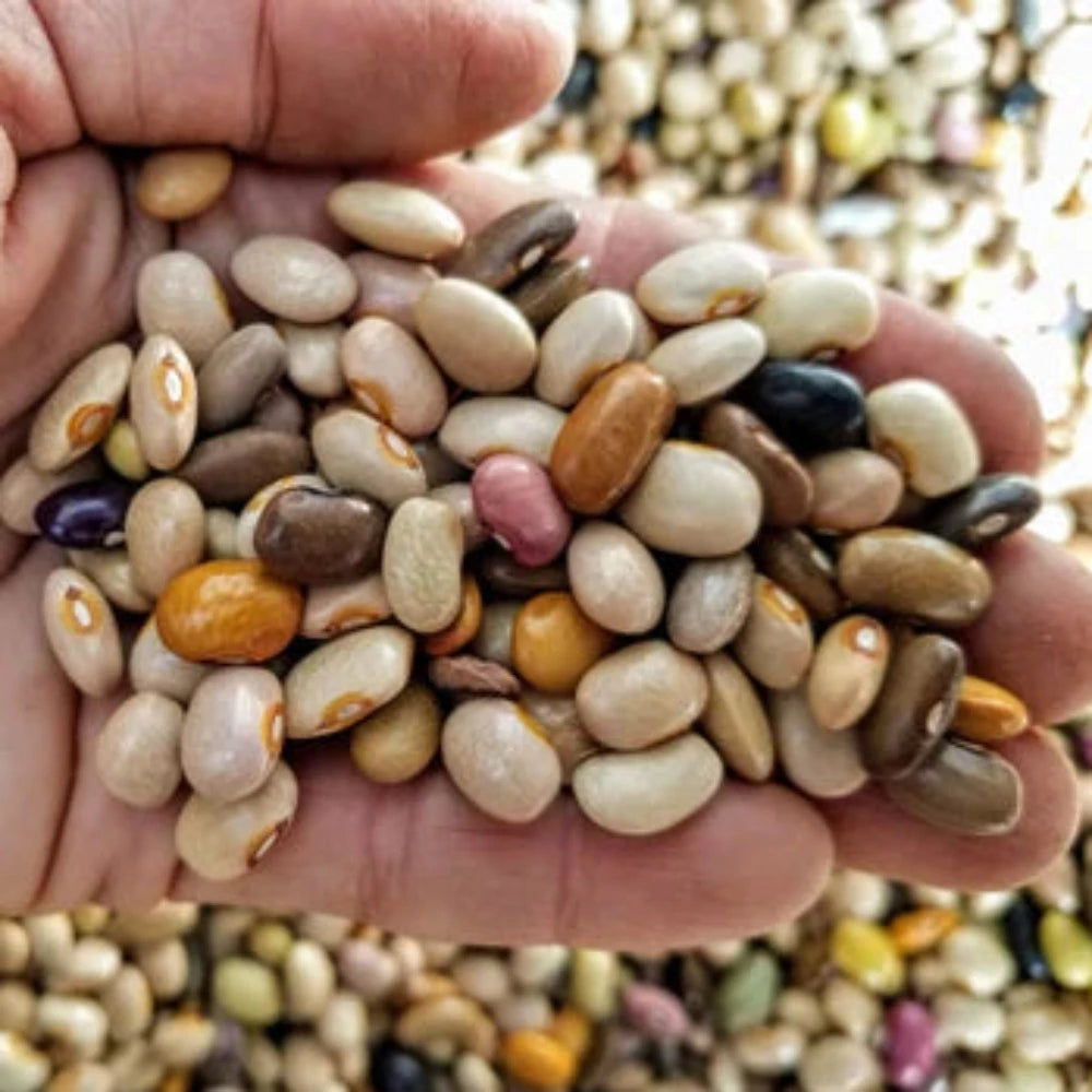 Organic Tom Phipps Beach Pebbles Beans