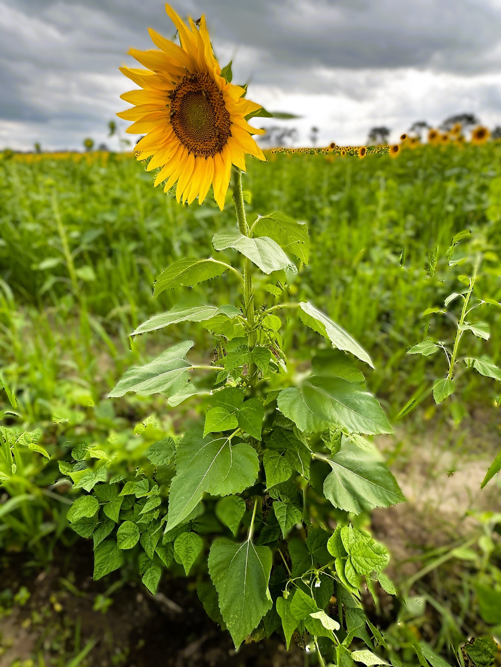 Cannulah "Cassoulet" (organic) - The Foodocracy