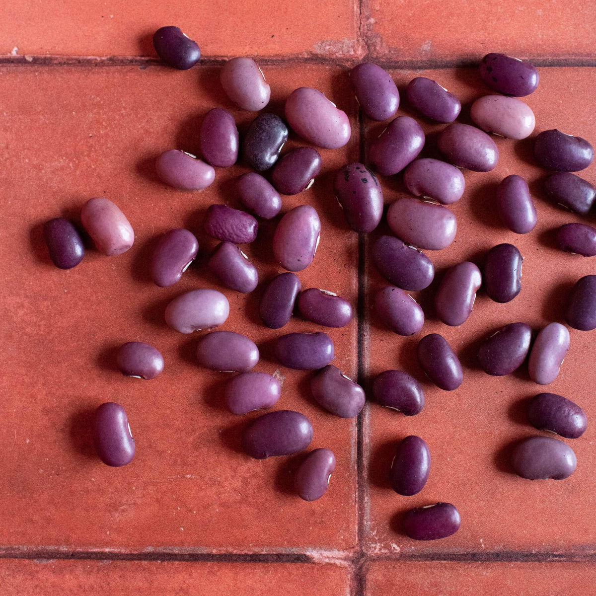 Ayocote Morado Beans - The Foodocracy