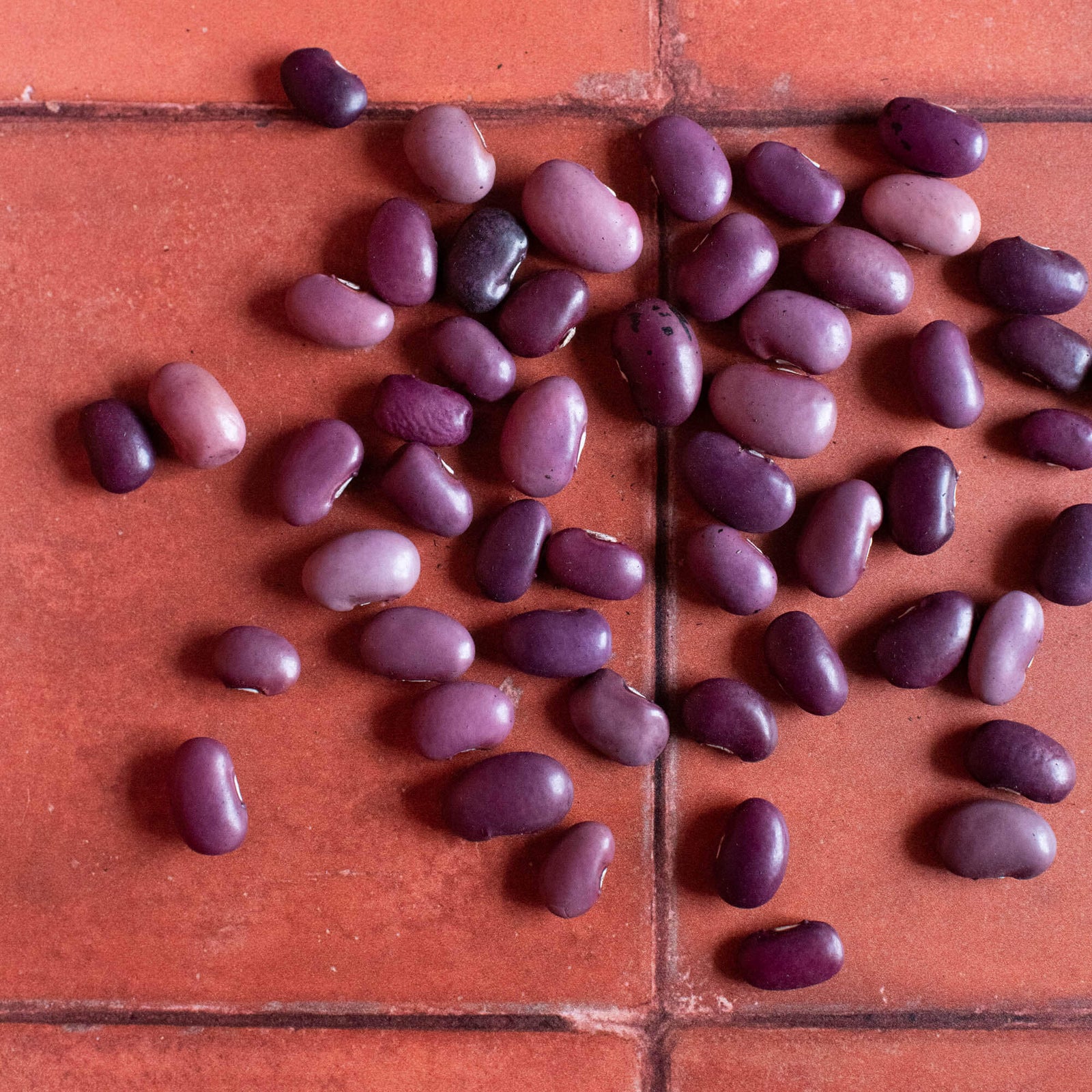 Ayocote Morado Beans - The Foodocracy