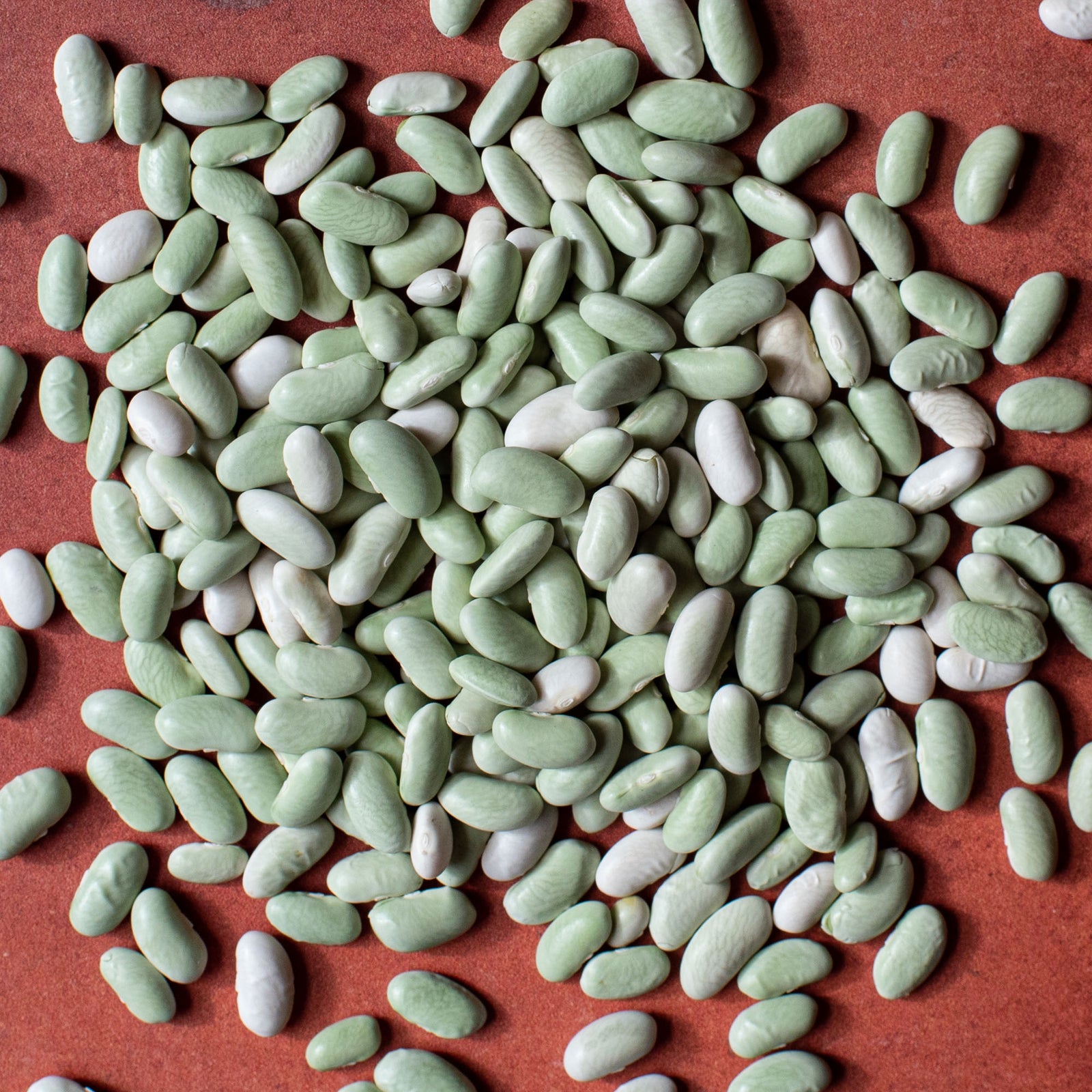 Organic Flageolet Beans - The Foodocracy