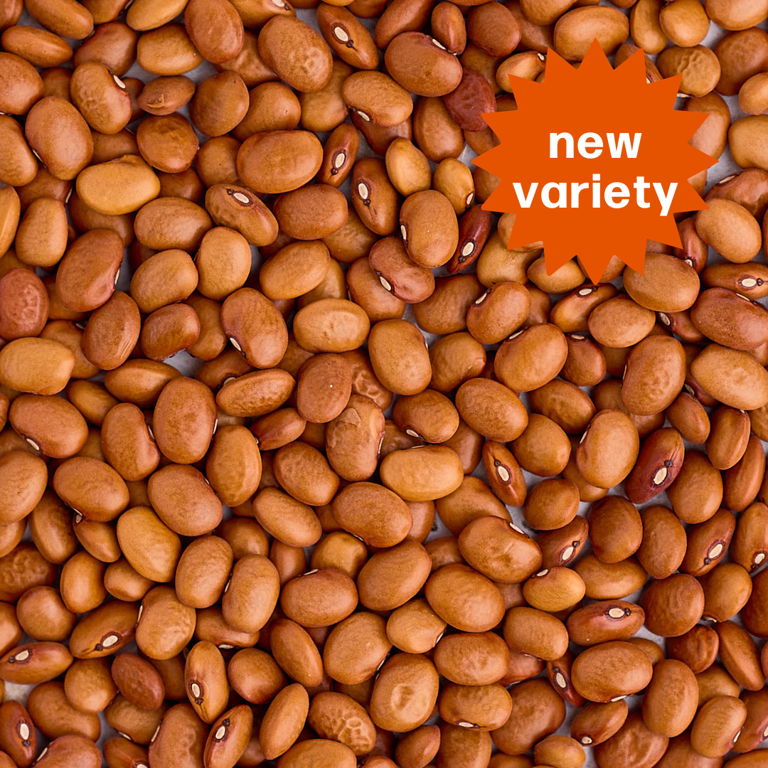 Organic Old Indian Woman Beans - Limited Edition - The Foodocracy