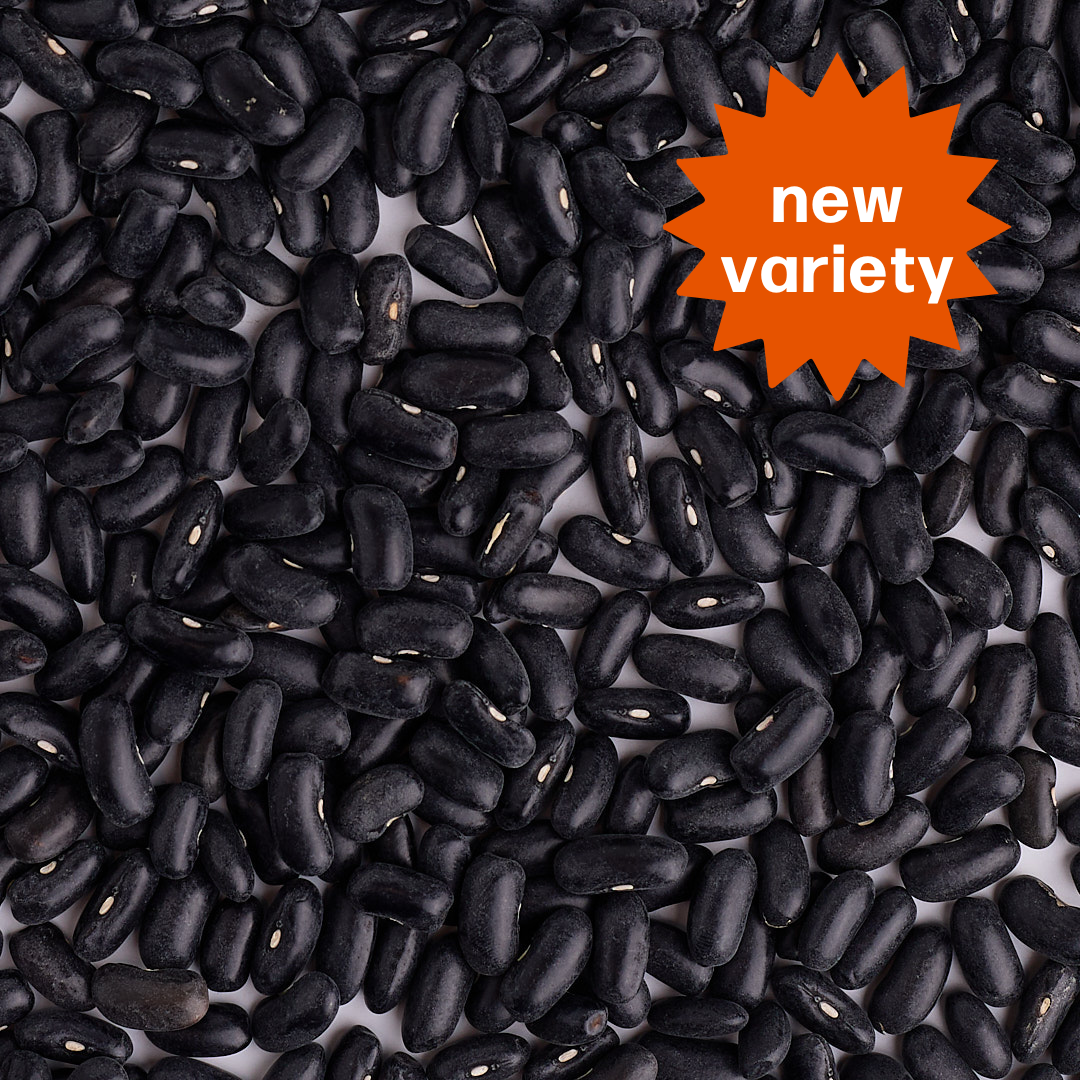 Black Valentine Beans - The Foodocracy