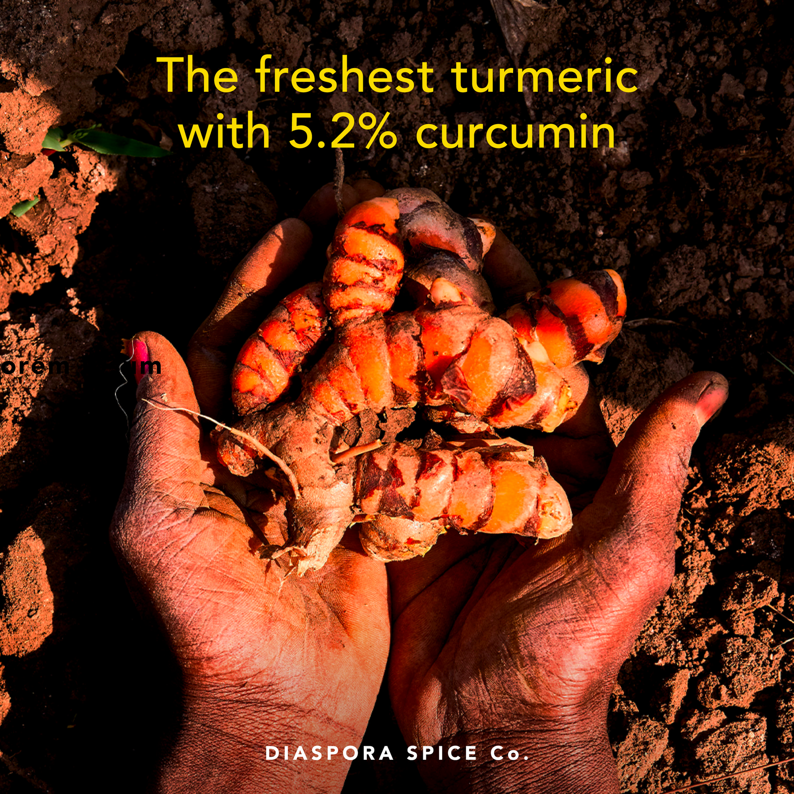 Pragati Turmeric (Powder) - Single-Origin Spice: 48g Everyday Tin - The Foodocracy