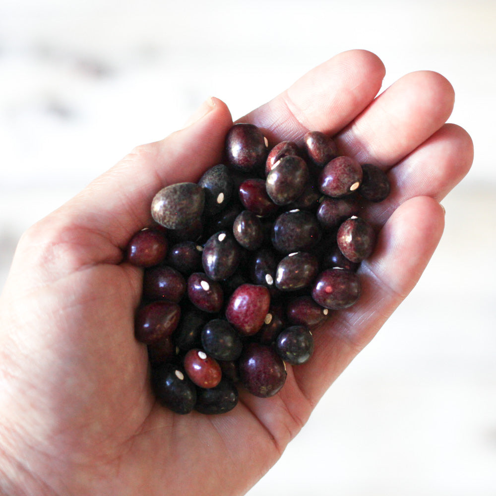 A EXCLUSIVE Organic True Red Cranberry Bean - The Foodocracy