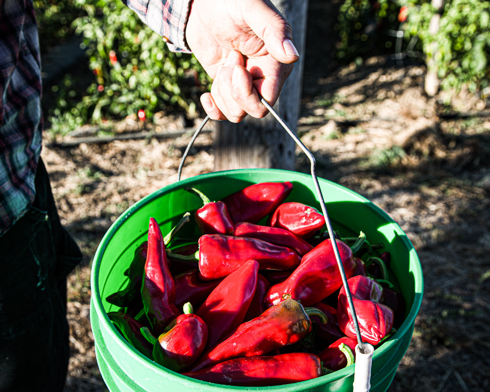 Piment d'Ville Espelette Pepper - Shop Foodocracy