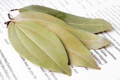 Cinnamon Tree Leaves - Shop Foodocracy