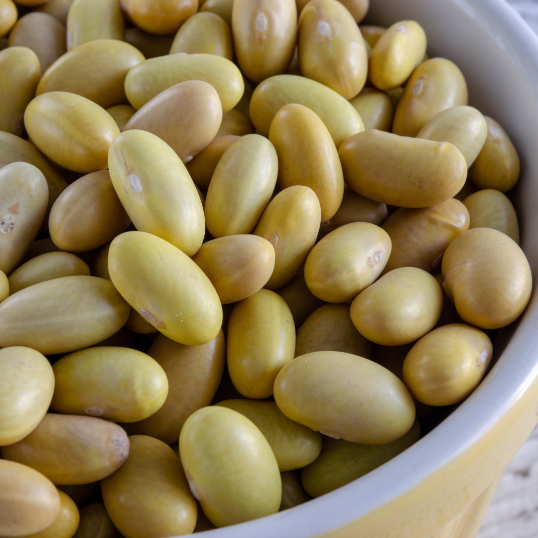 organic heirloom peruviana beans &quot;canary beans&quot;