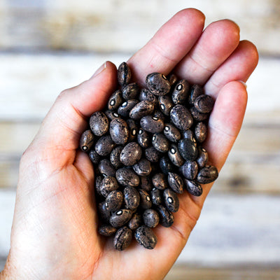 Organic Blue Moro Beans - Shop Foodocracy