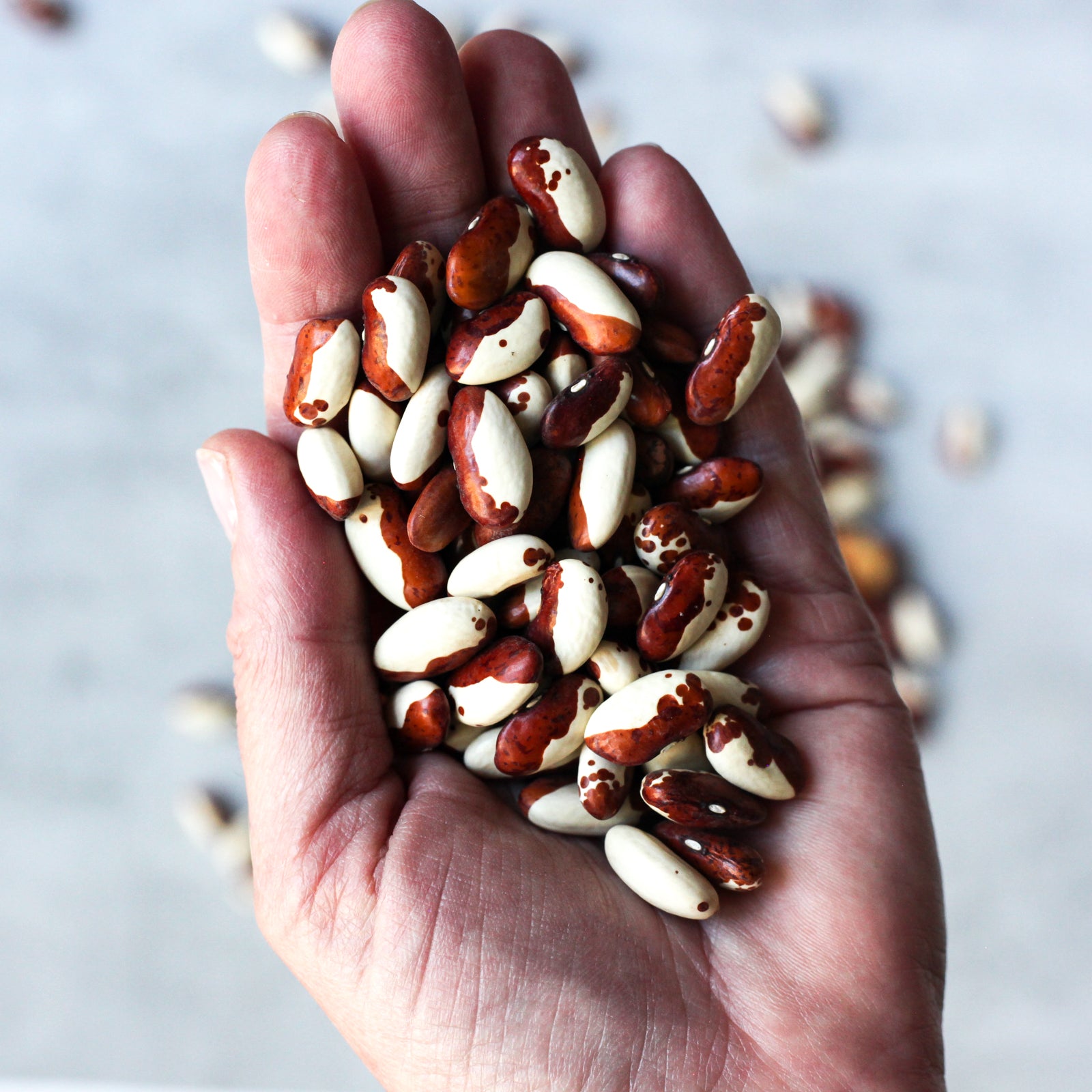 Organic Snowcap Heirloom Beans - Shop Foodocracy